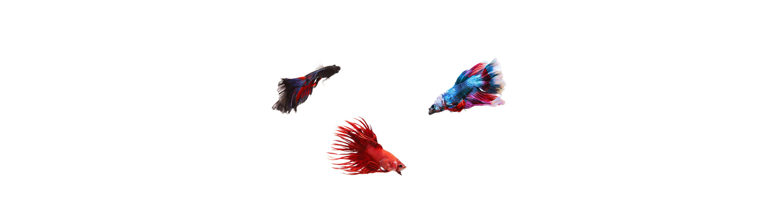 Show us what you've got... Austen Lloyd Recruitment